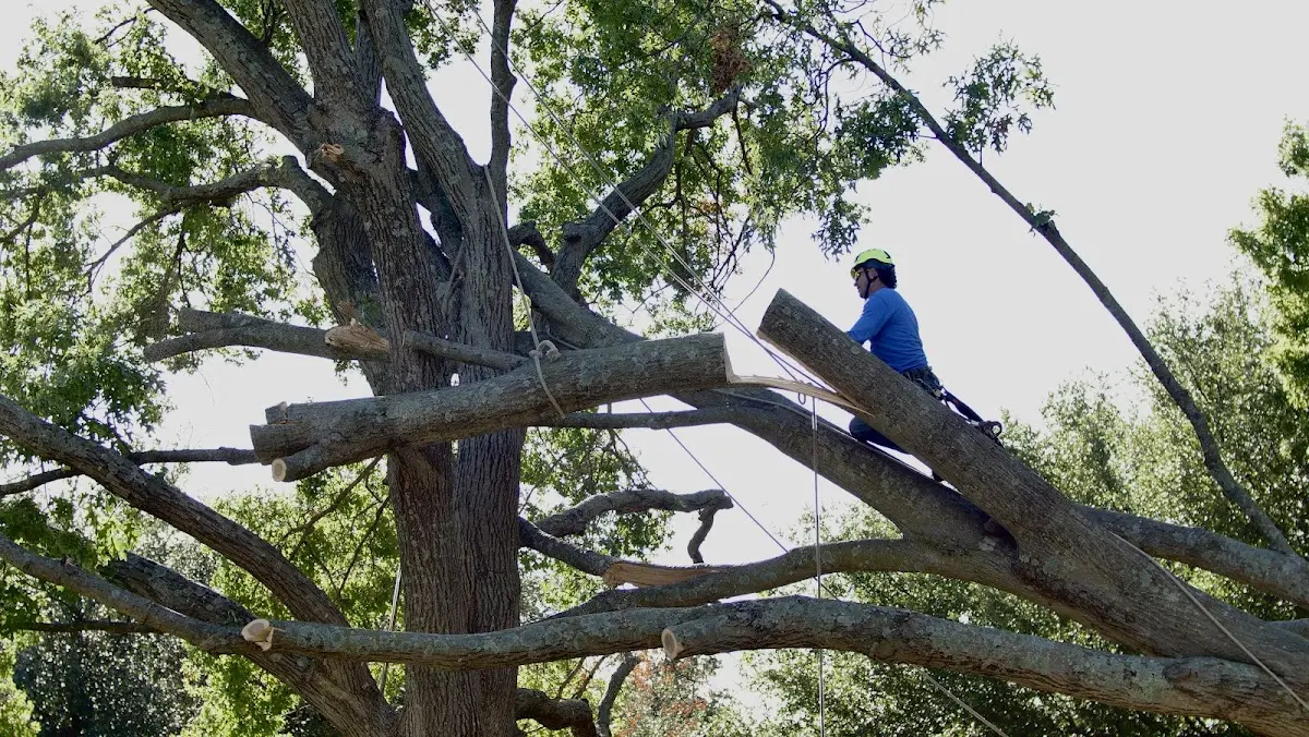 Professional Hazardous Tree Removal performed by certified arborists in Ty Ty